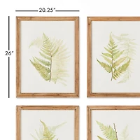Framed Fern Study Set of 6