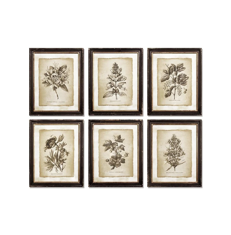 Framed Vintage like Floral Prints Set of 6