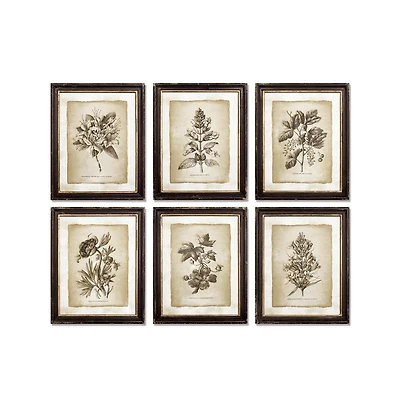 Framed Vintage like Floral Prints Set of 6