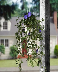 National Tree Company 44 Hanging Morning Glory Plant