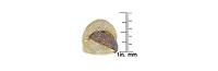 Suzy Levian Sterling Silver Cubic Zirconia Pave Crossover Ring