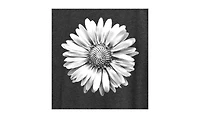 Hybrid Apparel White Daisy Plus Graphic T-Shirt