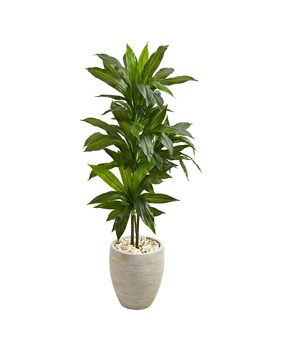 Slickblue Dracaena Plant in Sand Colored Planter for Elegant Home Decor
