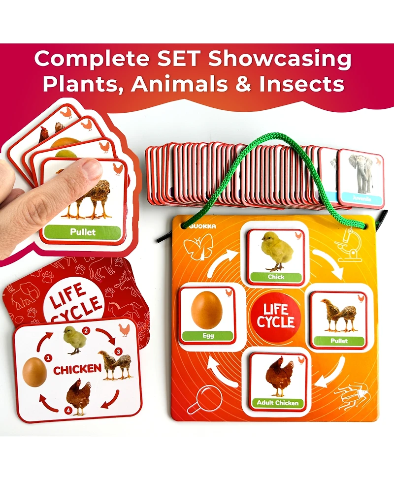 Quokka Life Cycle Kit Toy Montessori - Flash Cards Science Activities