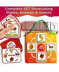 Quokka Life Cycle Kit Toy Montessori - Flash Cards Science Activities