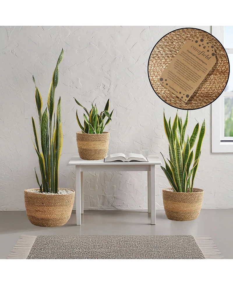Casafield Set of 3 Seagrass Planter Baskets - Two-Tone, Hand Woven Indoor Flower Pot Covers with Liners for Plants, Succulents, Home Decor