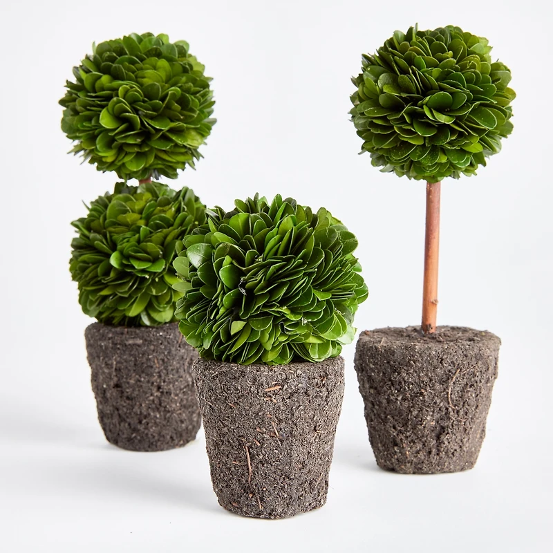 Boxwood Mini Topiary Drop-Ins Set of 3