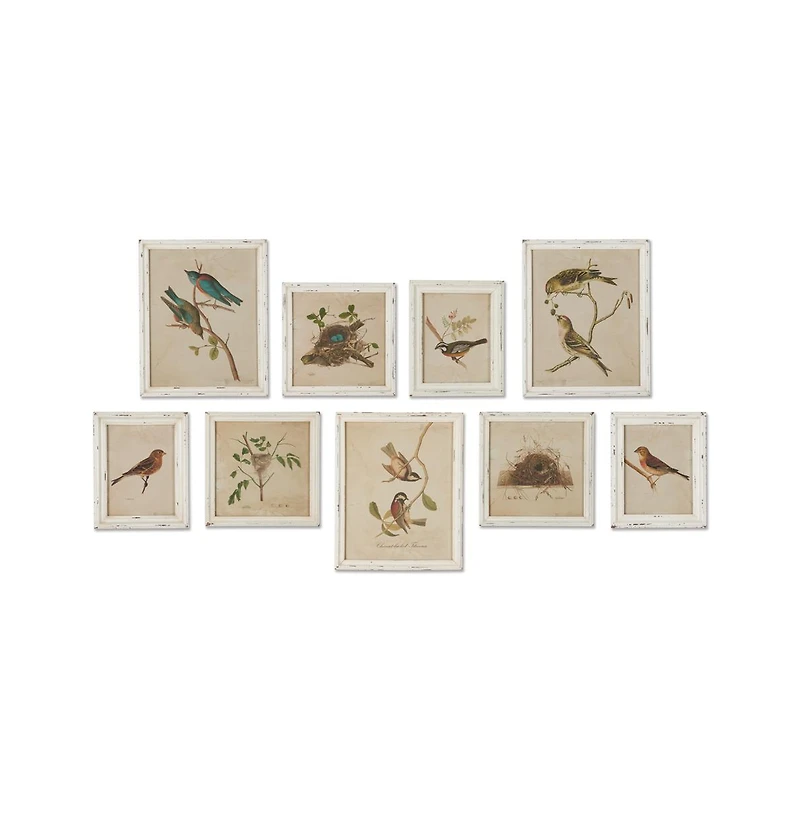 Framed Aviary Bird & Nest Habitat Prints Set of 9