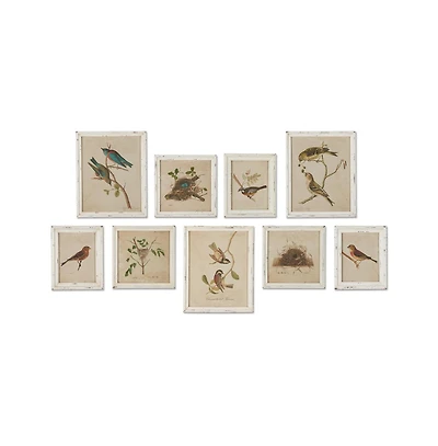 Framed Aviary Bird & Nest Habitat Prints Set of 9