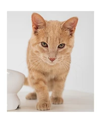 Elevated Cat Bowl: White