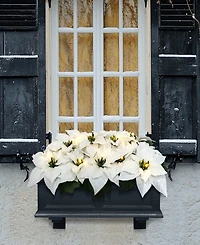 Puleo 24" Pre-Lit Artificial White Poinsettia Window Box Decor