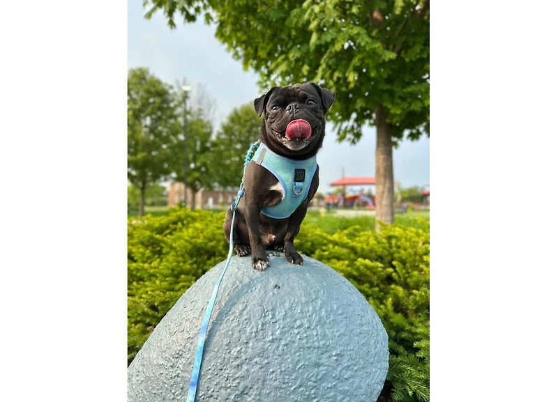 Dogistry 3-in-1 City Dog Leash