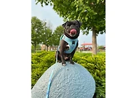 Dogistry 3-in-1 City Dog Leash