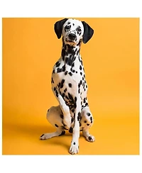 Savage Widetone Seamless Background Paper, 86" x 36' - Marmalade, Single