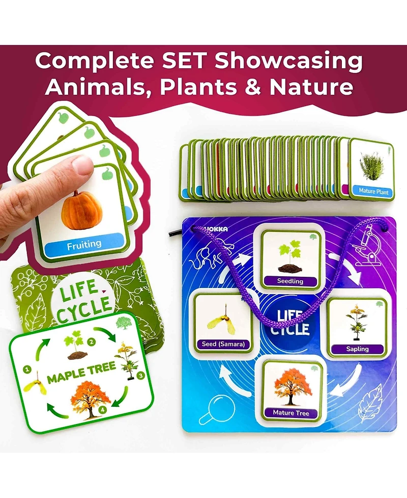 Quokka Life CycleToys for Kids - 30 Flashcards Toddler Science Kit Ages 2-4 - 120 Magnetic Flash Cards