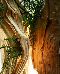 Bvlgari 2-Pc. Man Wood Essence Eau De Parfum Gift Set