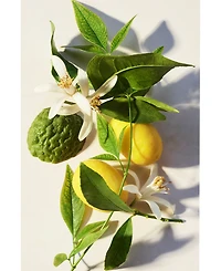 Bvlgari 3-Pc. Eau Parfumee The Vert Gift Set