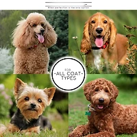 Aronkl Slicker Dog Brush Stainless Steel Pins Beechwood Handle Lightweight Groom Like Pro