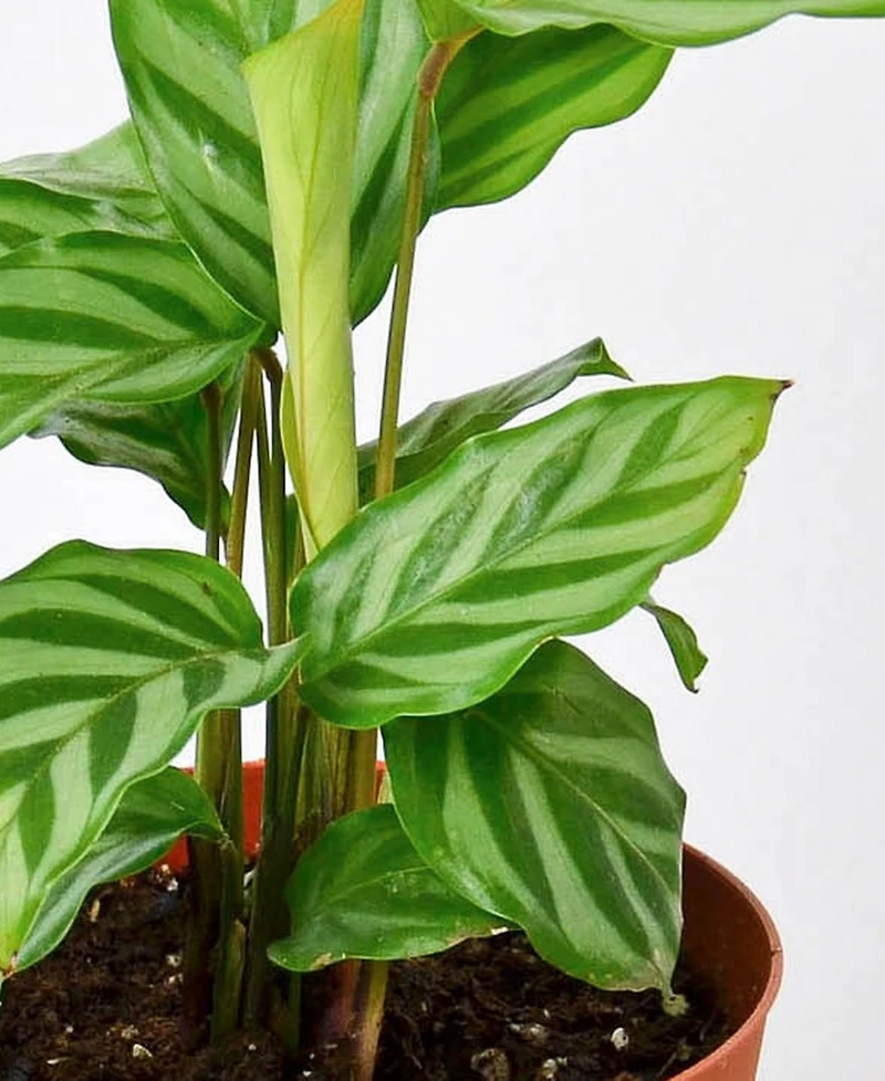 Calathea Concinna 'Freddie' Live Plant, 4" Pot