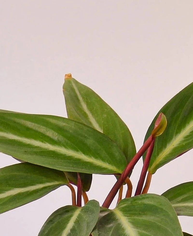 Stromanthe Sanguinea Live Plant, 4" Pot