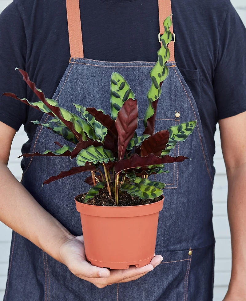 Calathea Lancifolia 'Rattlesnake' Live Plant, 6" Pot