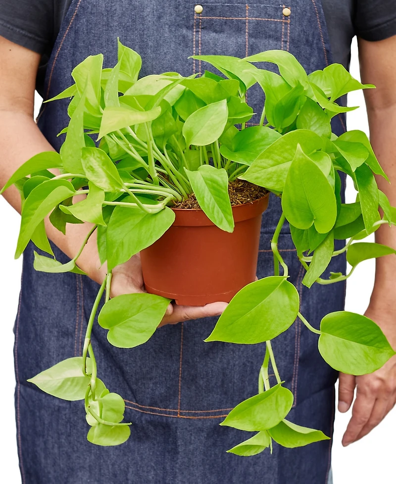 House Plant Shop Pothos 'Neon' Live Plant, 6" Pot