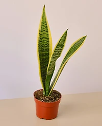 Easy Care Live Plants, Pack of 4