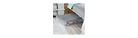 Sterilite 56 Qt Wheeled Under Bed Storage Container, Plastic Bin, 4 Pack