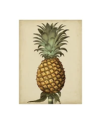 George Brookshaw Brookshaw Antique Pineapple I Canvas Art - 19.5" x 26"