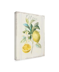 Danhui Nai Floursack Lemon Iv V2 Canvas Art - 20" x 25"