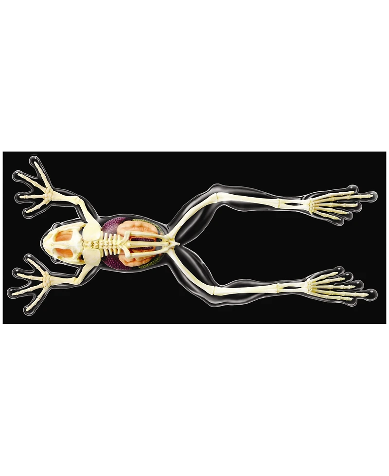 4D Master 4D Vision Full Skeleton Frog Model