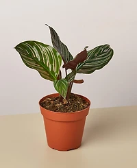 Calathea 'Ornata' Live Plant, 4" Pot