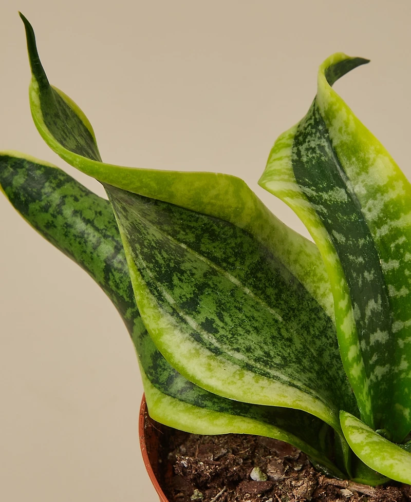 Snake Plant Twist Live Plant, 4" Pot