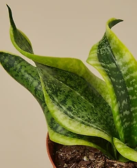 Snake Plant Twist Live Plant, 4" Pot