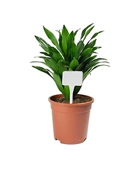 Dp Industries DPIHTL510 Plastic White T-Stakes, 5.5" H - Qty. 10