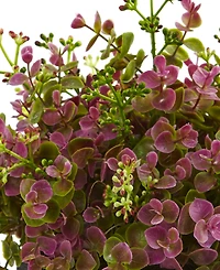 Nearly Natural 13" Sedum and Eucalyptus Plant w/ Planter
