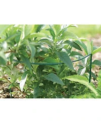 Luster Leaf Vinyl Plant Prop Ups, 40 Inches Tall Support