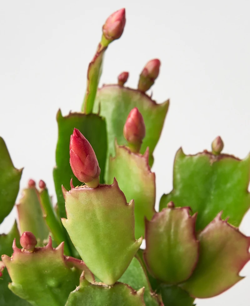 House Plant Shop Zygo Christmas Cactus in 4" Pot