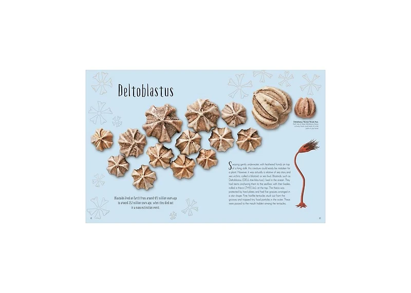 Dinosaurs and Other Prehistoric Life by Anusuya Chinsamy-Turan