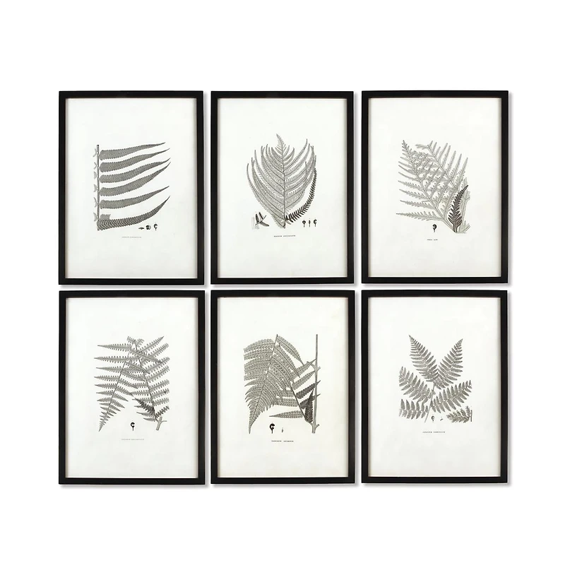 Framed Gray-Tone Fern Prints Set of 6