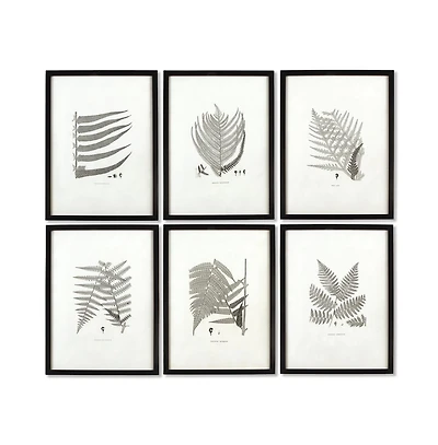 Framed Gray-Tone Fern Prints Set of 6