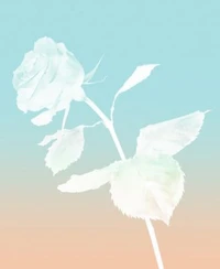 Tiffany Co. Rose Gold Eau De Parfum Fragrance Collection