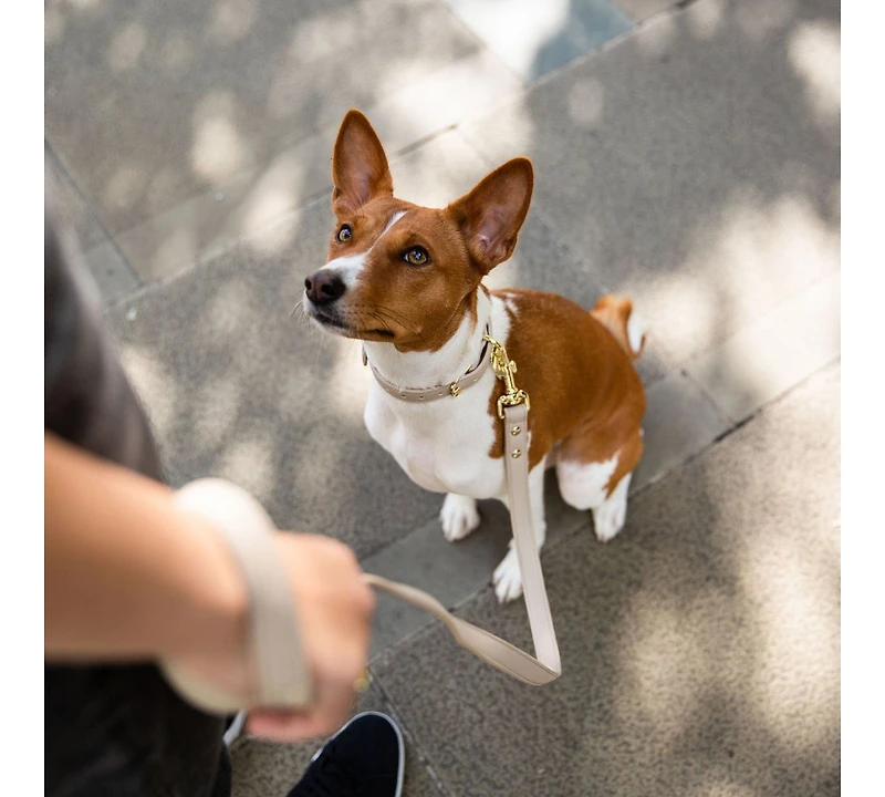 Dog Collar Cupertino Air Tag Enabled
