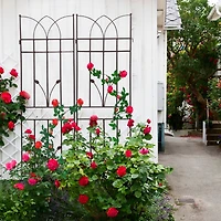 Streamdale 2 Pack 71" Rustproof Metal Garden Trellises for Climbing Plants
