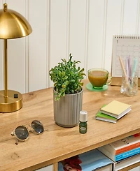 Lifelines Boxwood Plant Diffuser