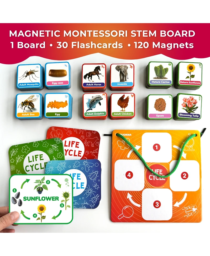 Quokka Life Cycle Kit Toy Montessori - Flash Cards Science Activities