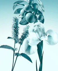 Tiffany & Co. 3-Pc. Eau de Parfum Holiday Gift Set