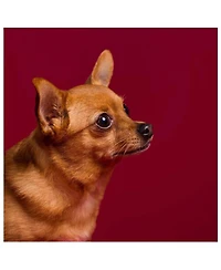Savage Widetone Seamless Background Paper, 86" wide x 36' Crimson, #6
