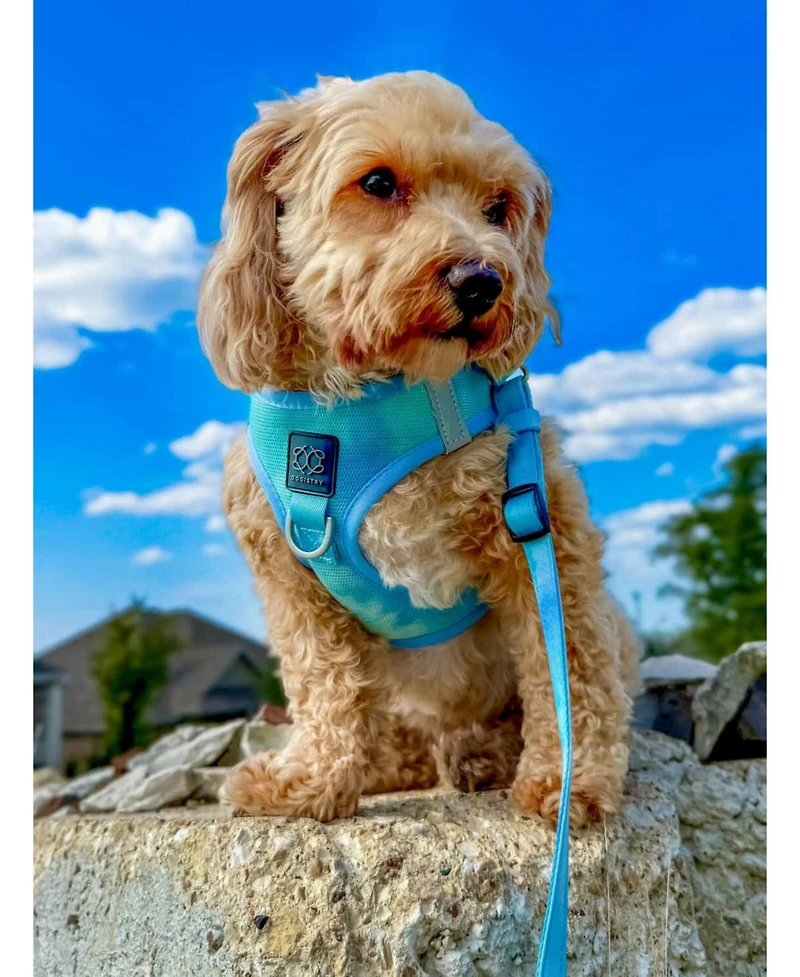 Dogistry 3-in-1 City Dog Leash