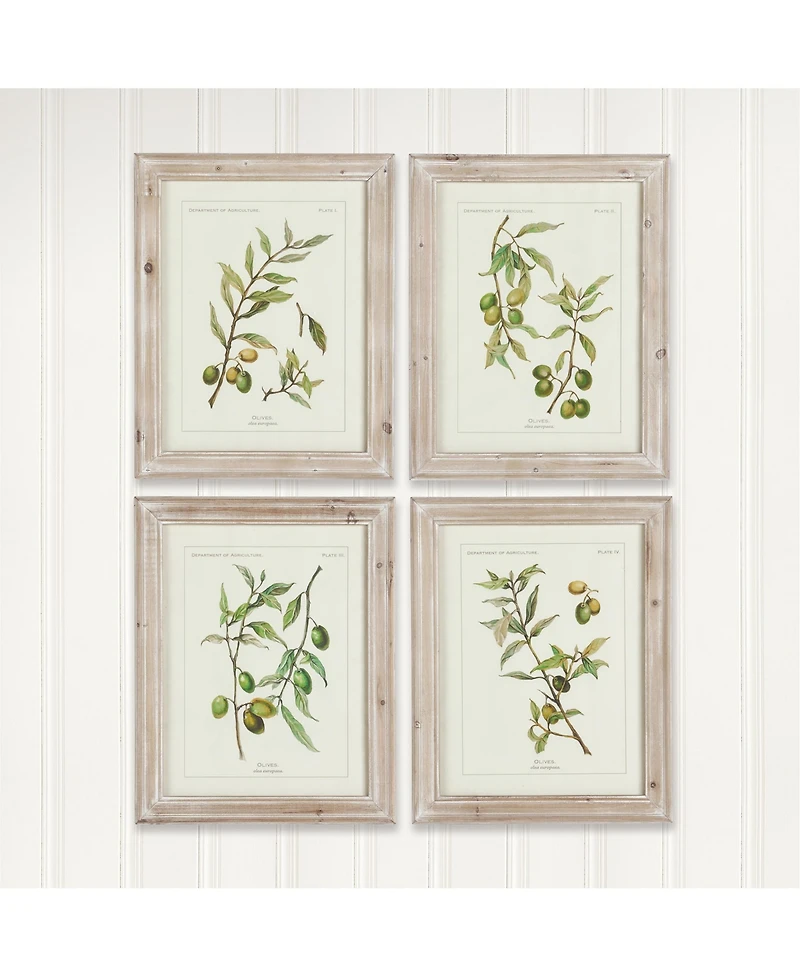 Framed Olive Leaf Botanical Prints Set of 4